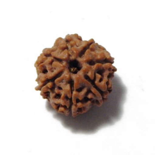 Seven Mukhi (Face) Rudraksha