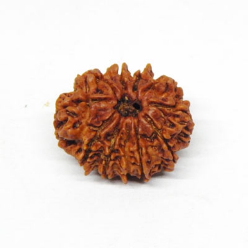 Eleven Face Rudraksha