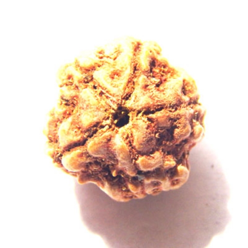 4 mukhi nepali rudraksha