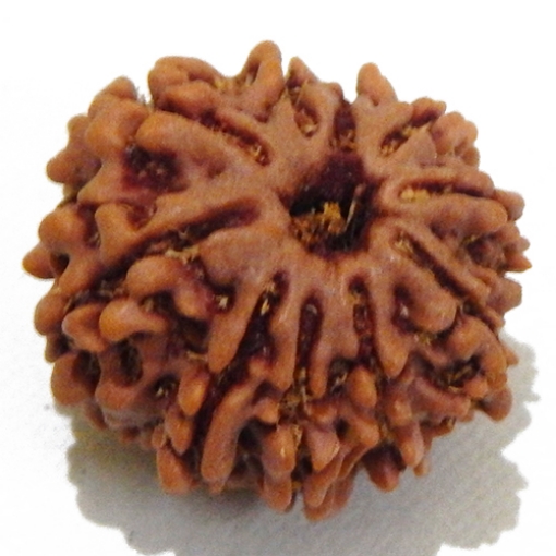10 Mukhi rudraksha	