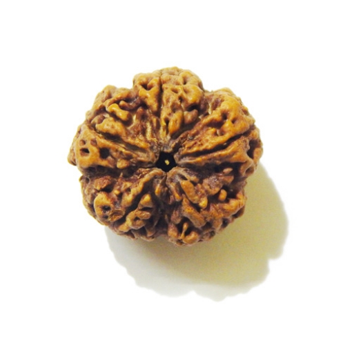 Large Size 5 Mukhi Rudraksha