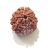 8 Face Nepali Rudraksha