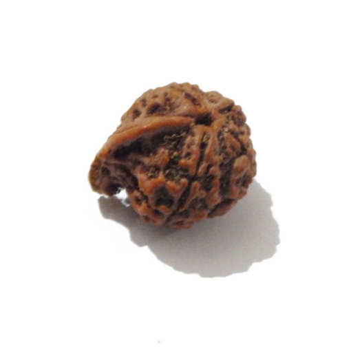 Ganesh Rudraksha