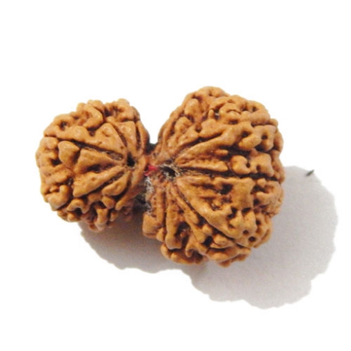 Gauri Shankar Rudraksha
