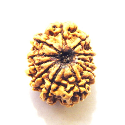 Eleven Face Nepali Rudraksha