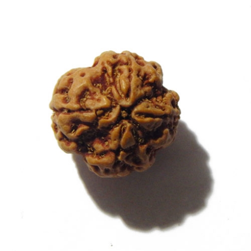 Four Face (Mukhi) Nepali Rudraksha Pendant
