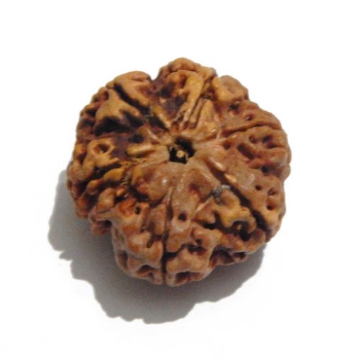 Six Face Rudraksha