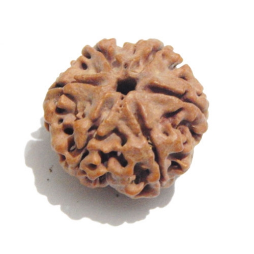 Six Face Rudraksha
