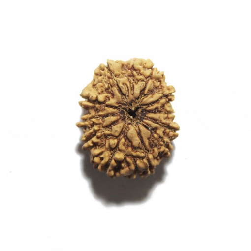Eleven Face Nepali Rudraksha