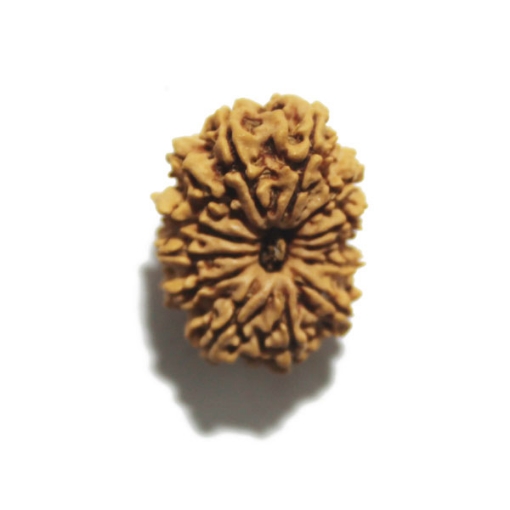 Thirteen Face (Mukhi)  Nepali Rudraksha