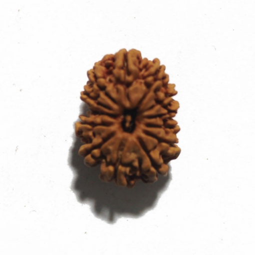 Thirteen Face (Mukhi)  Nepali Rudraksha