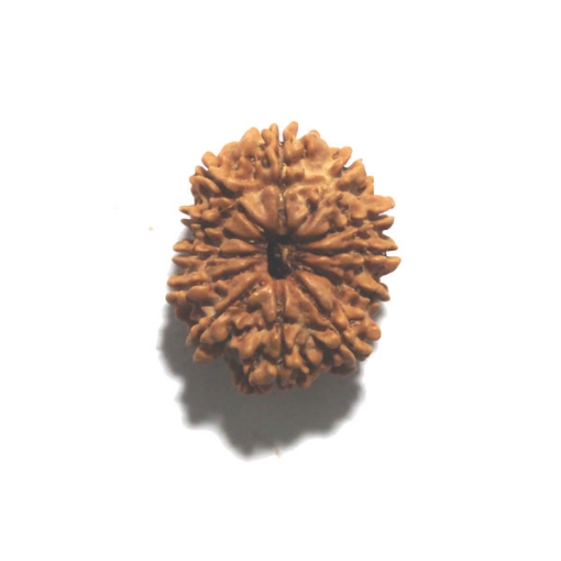 Twelve Face Nepali Rudraksha