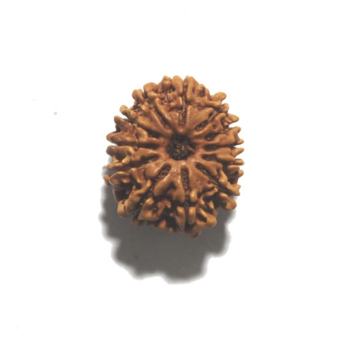 Twelve Face Nepali Rudraksha