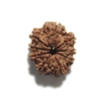 Nine Face Nepali Rudraksha