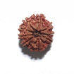 Nine Face Nepali Rudraksha