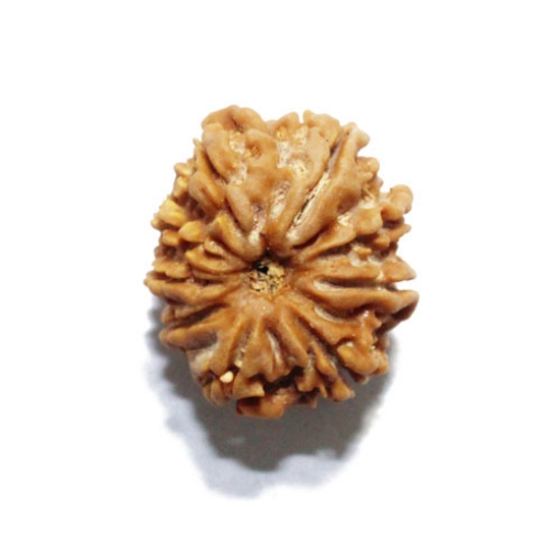 Nine Face Nepali Rudraksha