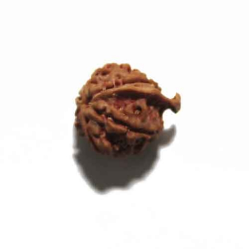 Ganesh Rudraksha