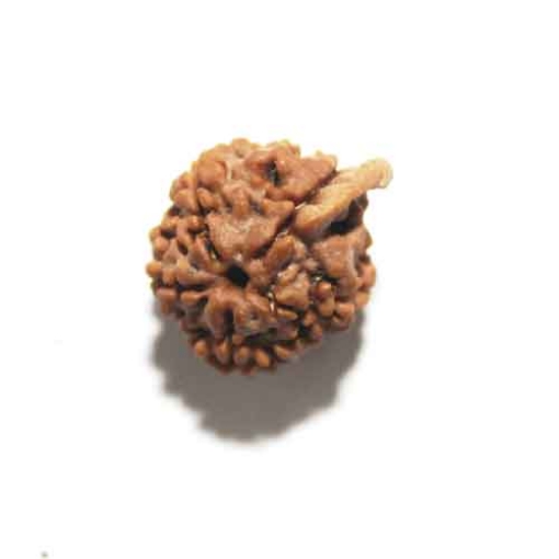 Ganesh Rudraksha