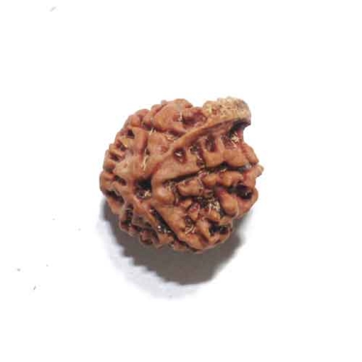 Ganesh Rudraksha