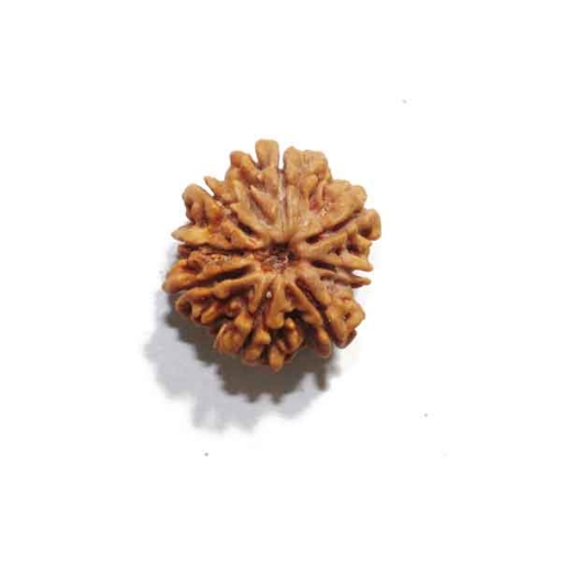 Eight Face Nepali Rudraksha