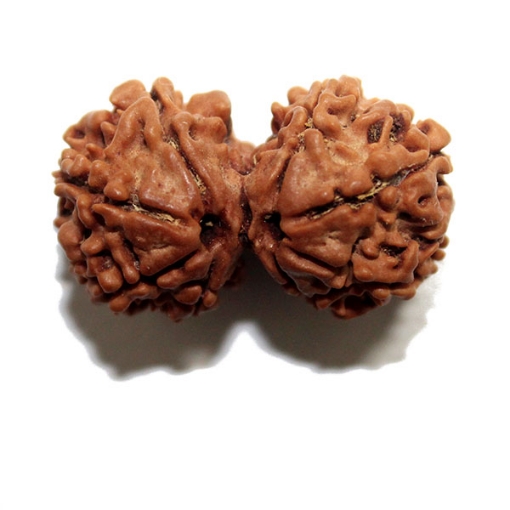 Gauri Shankar Rudraksha
