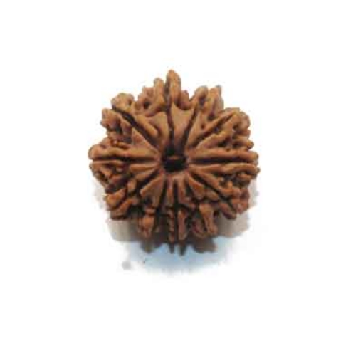 Eleven Face Nepali Rudraksha
